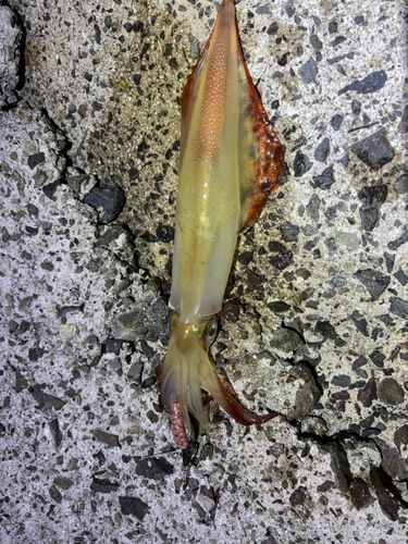 ケンサキイカの釣果