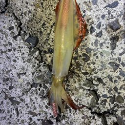 ケンサキイカ