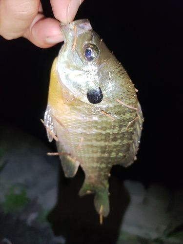 ブルーギルの釣果