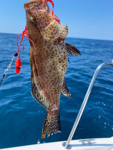 オオモンハタの釣果