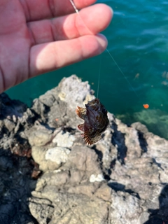 ガシラの釣果