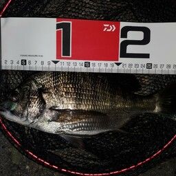 クロダイ