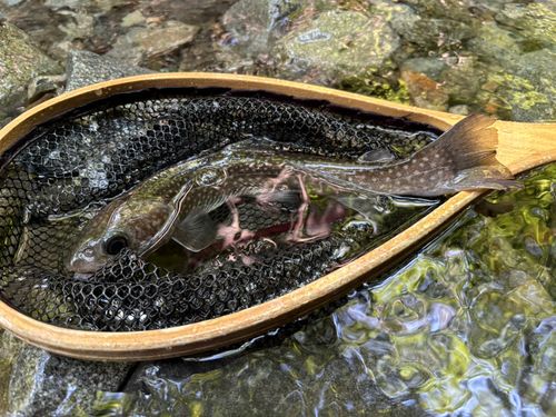 ニッコウイワナの釣果