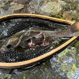 ニッコウイワナ