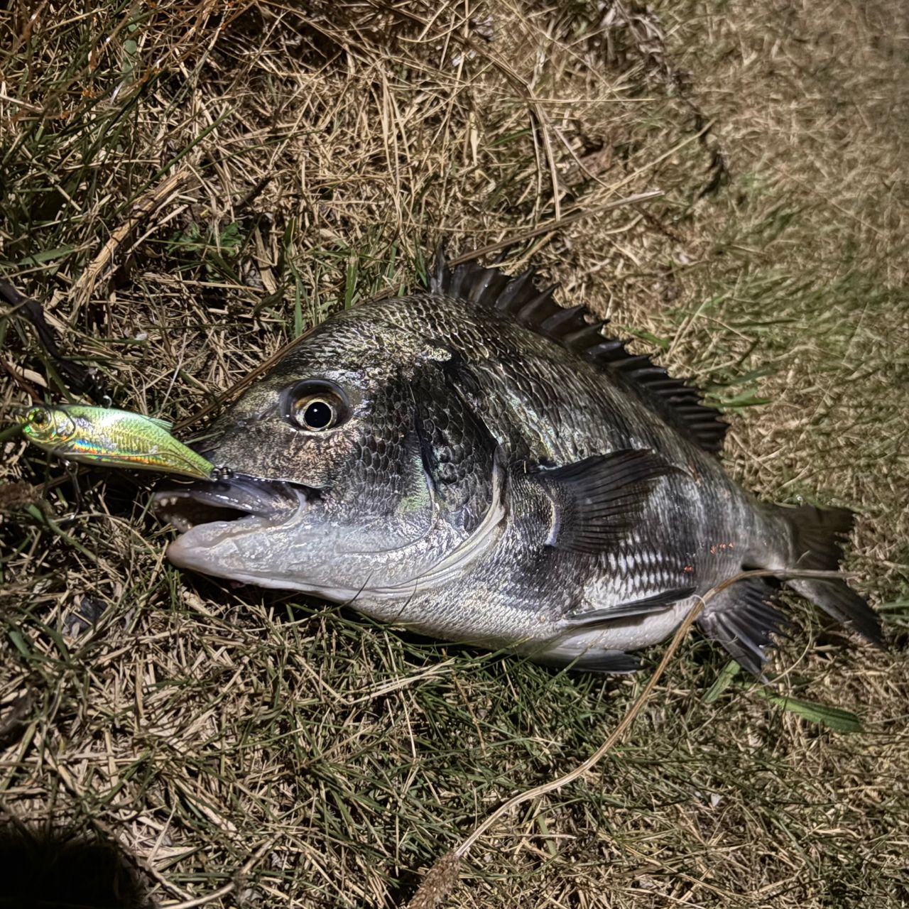 チヌ