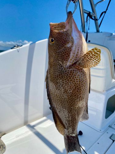 オオモンハタの釣果