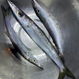 カマス