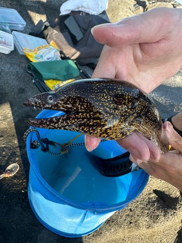 ウツボの釣果