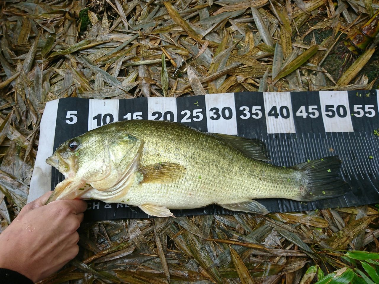 ブラックバスの釣果写真