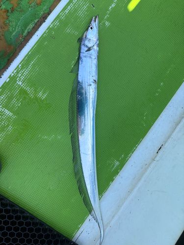 タチウオの釣果