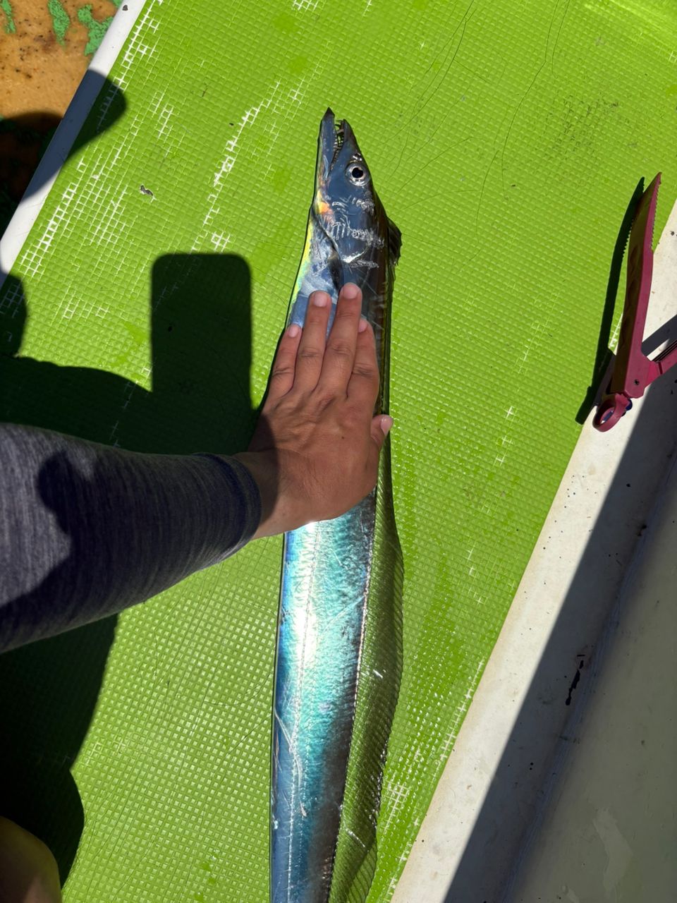 P-まっつさんの釣果 2枚目の画像