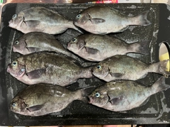グレの釣果