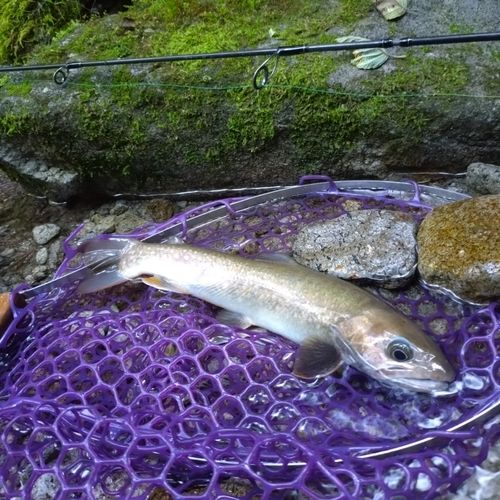 イワナの釣果