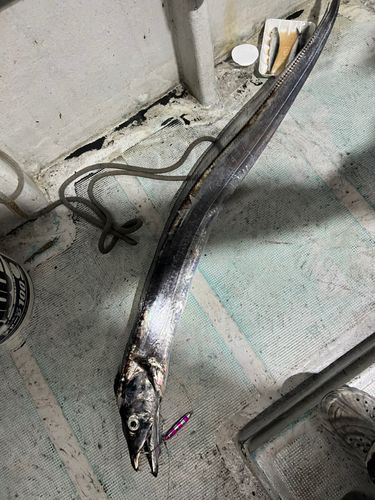 タチウオの釣果