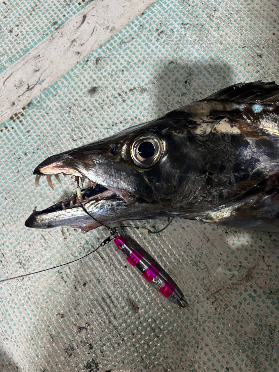 黒丸釣りクラブさんの釣果 2枚目の画像