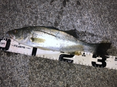 セイゴ(マルスズキ)の釣果
