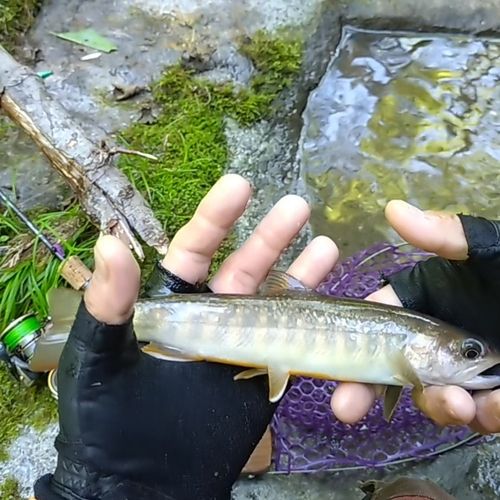 イワナの釣果