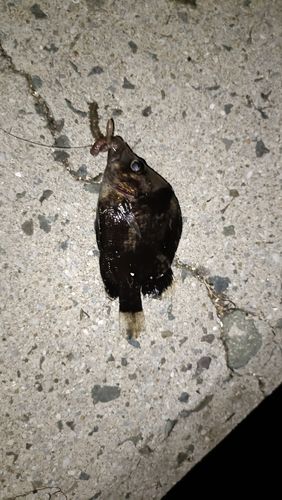 ヒゲダイの釣果