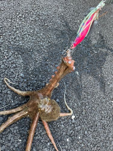 タコの釣果