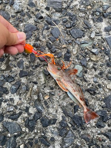 ホウボウの釣果