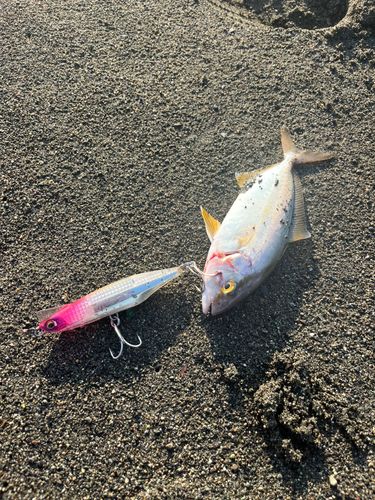 ショゴの釣果