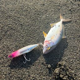 ショゴ