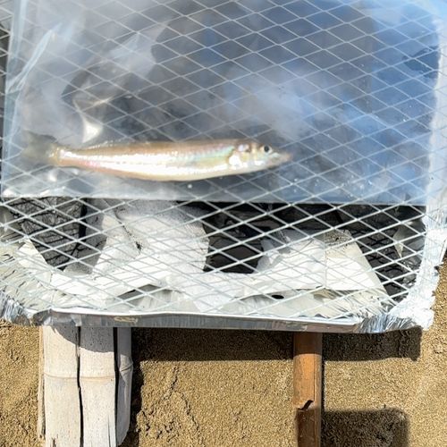 キスの釣果