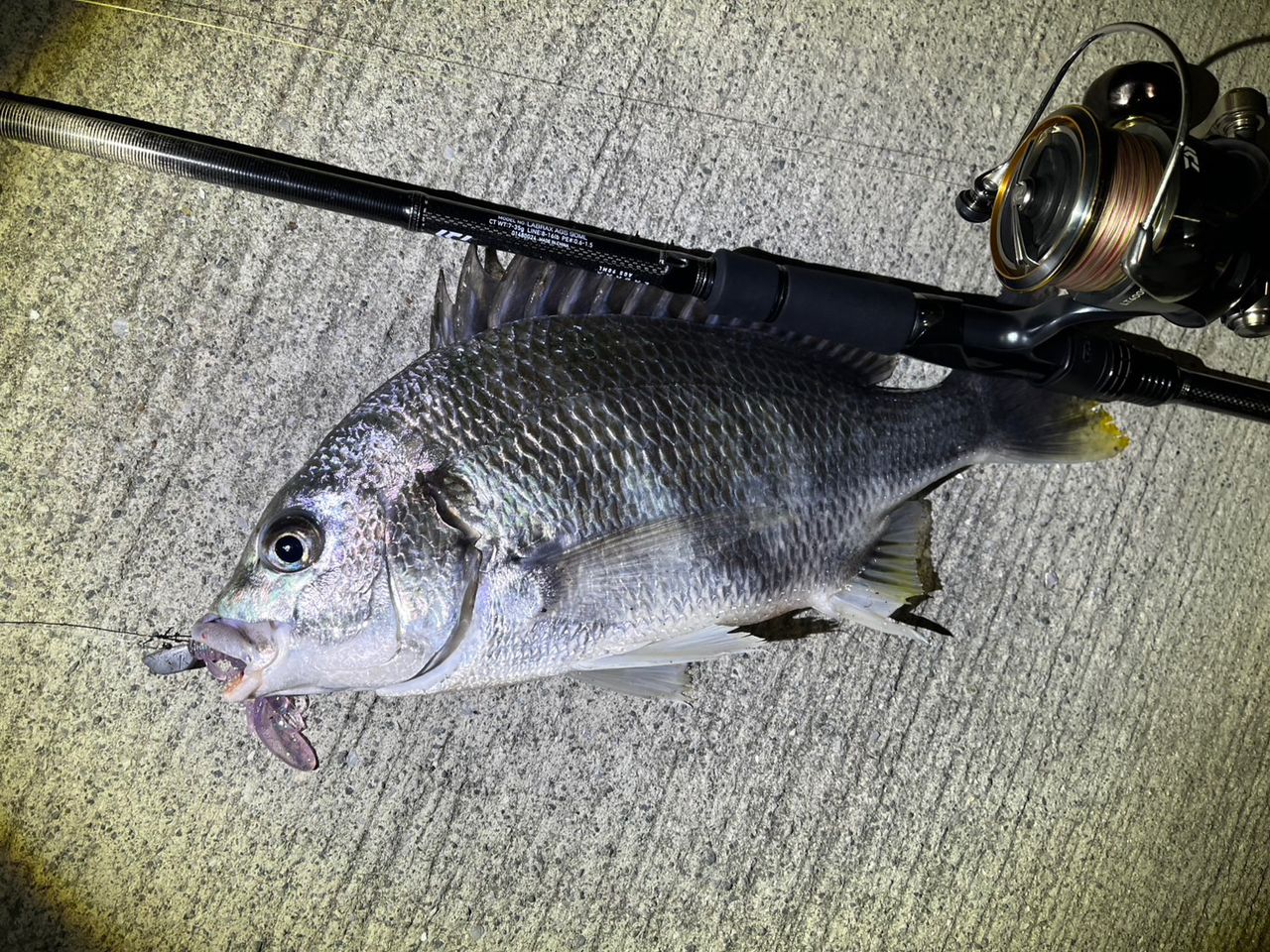 DAIWA 21ラブラックス AGS 86MLの最安値・インプレ・釣果 | 本音
