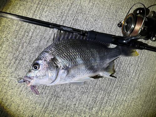 キビレの釣果