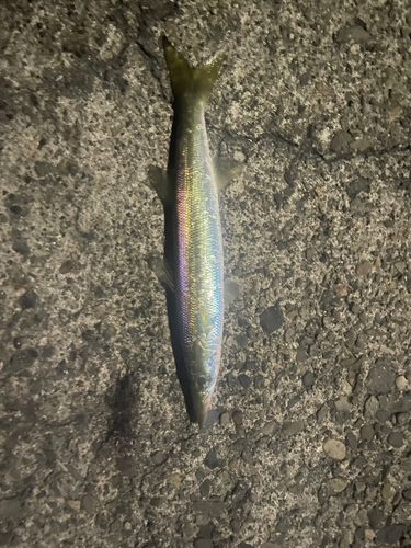 キジハタの釣果