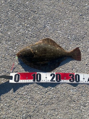 イシガレイの釣果