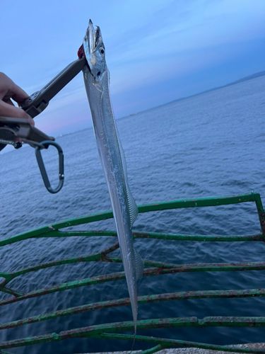 タチウオの釣果