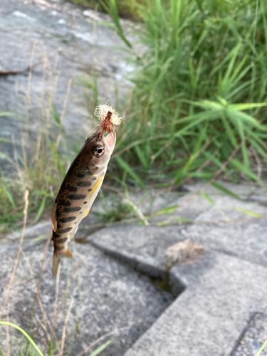 ヤマメの釣果