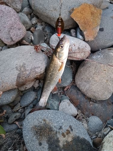 ウグイの釣果