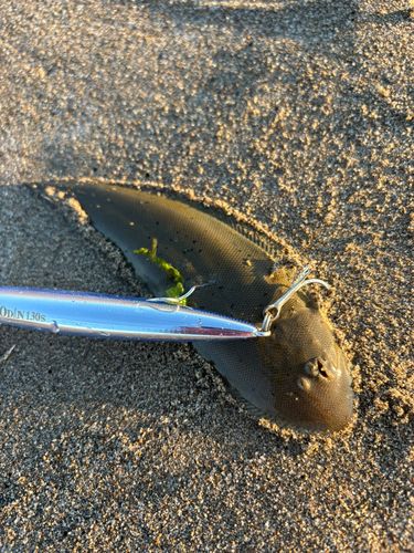 シタビラメの釣果