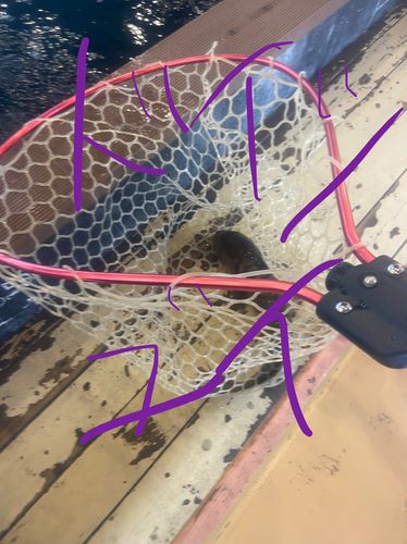 ドイツゴイの釣果