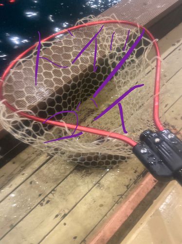 ドイツゴイの釣果