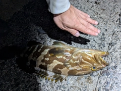 クエの釣果
