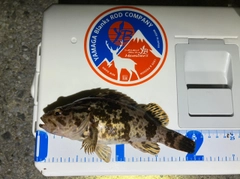 ベッコウゾイの釣果