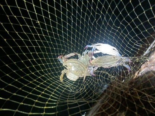 ワタリガニの釣果