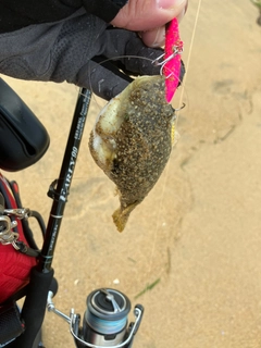 フグの釣果