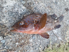 キジハタの釣果