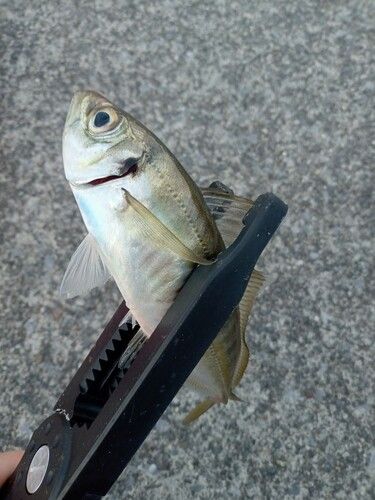 マアジの釣果