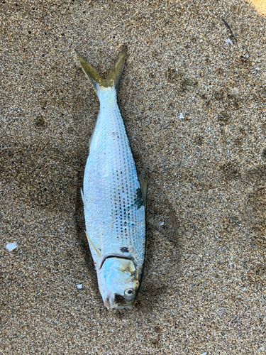 ボラの釣果