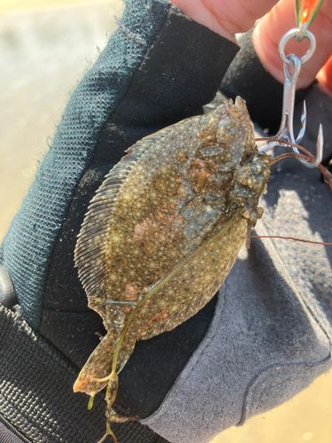 ヒラメの釣果