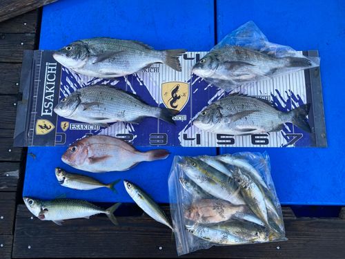 クロダイの釣果