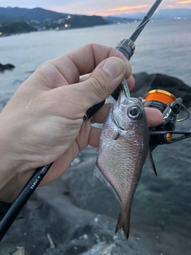 ミナミハタンポの釣果