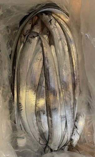 タチウオの釣果