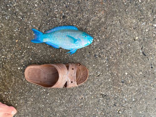 ブダイの釣果