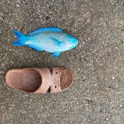 ブダイ